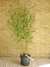 Bambus-Essen Essen Phyllostachys heteroclada - Wasserbambus