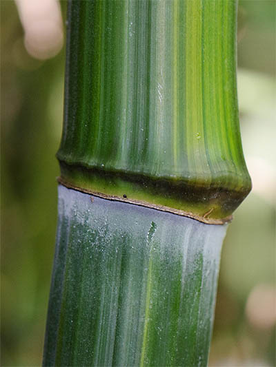 Bambus-Essen Detailansicht vom Bambushalm Phyllostachys aureosulcata harbin