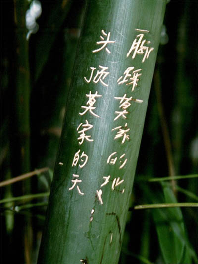 Bambus-Essen Phyllostachys pubescens Moso - Höhe in Deutschland bis 7 Meter