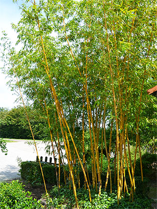 Bambus-Essen Essen Aufnahme von Phyllostachys vivax aureocaulis