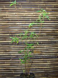 Bambus-Essen Essen Bambusa multiplex 'Alfons Karr' Höhe ca. 80 cm - Tropischer Bambus