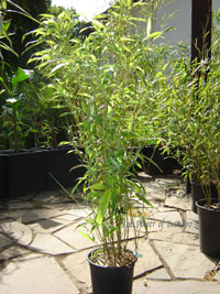 Bambus-Essen Phyllostachys Mannii Höhe ca. 80 cm