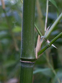 Bambus-Essen Essen Halmdetail von Phyllostachys viridiglaucescens mit der typischen Bemehlung