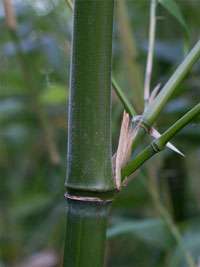 Bambus-Essen Halmdetail von Phyllostachys viridiglaucescens mit der typischen Bemehlung