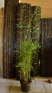 Bambus-Essen Essen Fargesia robusta campbell - Höhe 140 cm