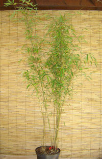 Bambus-Essen Borinda angustissima mit einer Pflanzenhöhe 120 cm