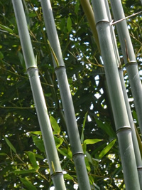 Bambus-Essen Essen Phyllostachys aureosulcata alata - typische olivfärbung der Halme