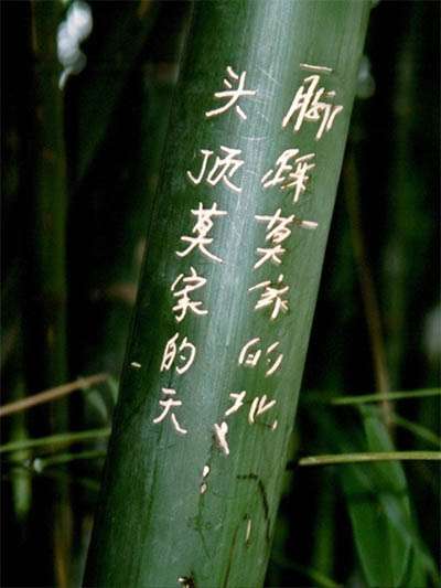 Bambus-Essen Phyllostachys pubescens Moso - Hhe in Deutschland bis 7 Meter
