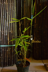 Bambus-Essen Riesenbambus: Höhe ca.  45 cm