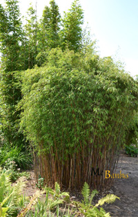 Bambus-Essen Fargesia jiuzhaigou Hain - Jade Bambus