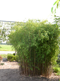 Bambus-Essen Fargesia jiuzhaigou Hain - Jade Bambus