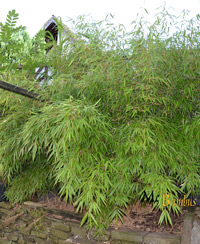 Bambus-Essen Liefergröße: 125 bis 150 cm - 15 Liter Topf