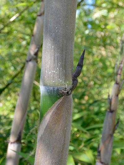 Bambus-Essen Halmaustrieb von Phyllostachys Nigra Henonis