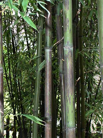 Bambus-Essen Bambushain mit Phyllostachys nigra Boryana