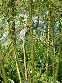 Bambus-Essen Halmdetailansicht von Phyllostachys parvifolia mit dem charakteristische Halmreif unterhalb der Nodie