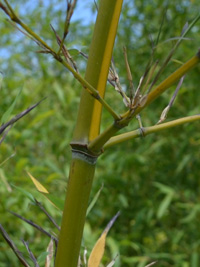Bambus-Essen Halmanischt vom Bambus Phyllostachys arcana Luteosulcata