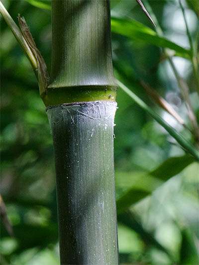 Bambus-Essen Phyllostachys atrovaginata - Detailansicht Halm nach dem Austrieb