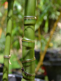 Bambus-Essen Halmansicht Phyllostachys aurea mit den typischen Knoten
