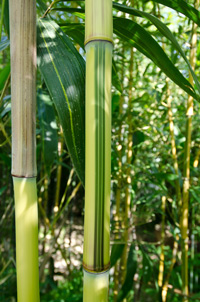 Bambus-Essen Essen Detailansicht vom Bambus Halm - Phyllostachys aureosulcata Spectabilis