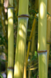 Bambus-Essen Detailansicht vom Bambushalm Phyllostachys aureosulcata harbin inversa