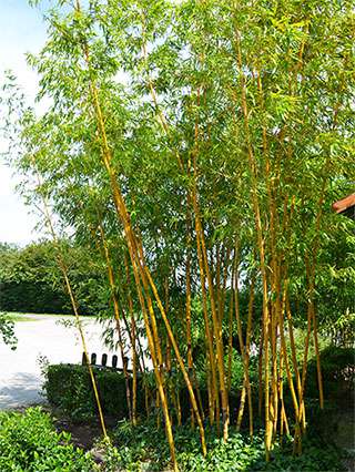 Bambus-Essen Aufnahme von Phyllostachys vivax aureocaulis