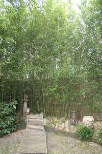 Bambus-Essen: Phyllostachys bissetii - Ort: Essen