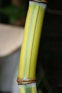 Bambus-Essen: Halmansicht von Phyllostachys aureosulcata Spectabilis - Ort: Essen