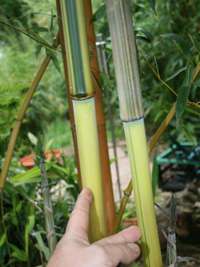 Bambus-Essen: Detailansicht vom Halm und gr�nem Sulcus von Phyllostachys aureosulcata Spectabilis - Ort: Essen