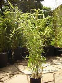 Bambus-Essen: Phyllostachys Mannii H�he ca. 80 cm - Ort: Essen
