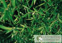 Bambus-Essen: Ansicht der sattgr�nen Bl�tter von Phyllostachys Mannii - Ort: Essen