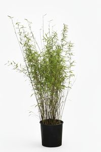 Produkt: Bambus-Essen Bambus Fargesia Nitida - Black Pearl