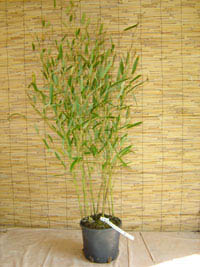Bambus-Essen: Phyllostachys heteroclada - Wasserbambus - Ort: Essen