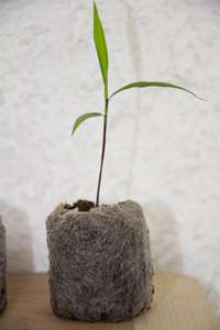 Bambus-Essen: Phyllostachys pubescens edulis - Moso - Riesenbambus - Ort: Essen