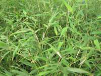 Bambus-Essen: Phyllostachys bissetii - Ort: Essen