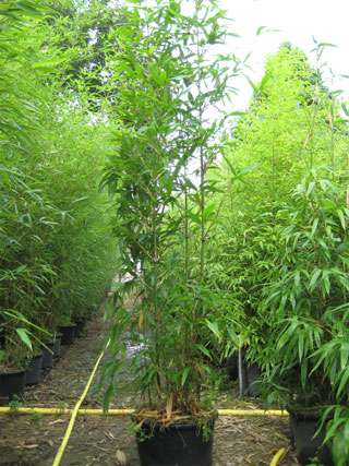 Bambus-Essen: Semiarundinaria fastuosa  - 20 Liter Topf - Ort: Essen