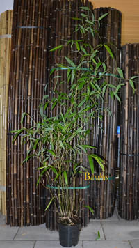 Bambus-Essen: Phyllostachys atrovaginata - Höhe 150 cm - Ort: Essen