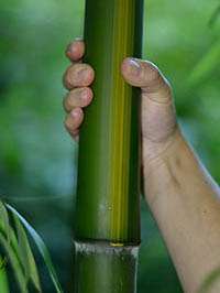 Bambus-Essen: Aufnahme von Phyllostachys vivax huangwenzhu - Ort: Essen