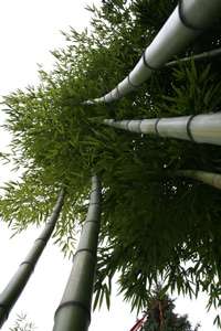 Bambus-Essen: Detailansicht vom Phyllostachys vivax huangwenzhu - Ort: Essen