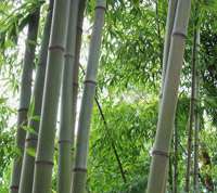 Bambus-Essen: Bambushain von Phyllostachys Nigra Henonis - Ort: Essen