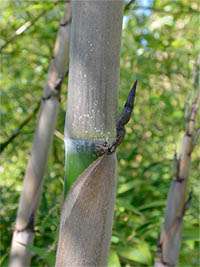 Bambus-Essen: Halmaustrieb von Phyllostachys Nigra Henonis - Ort: Essen