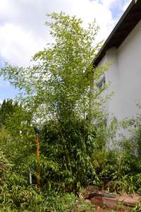 Bambus-Essen: Phyllostachys aureosulcata Spectabilis - Ort: Essen