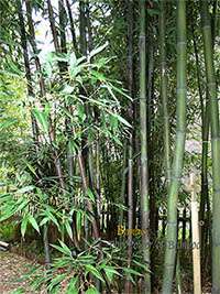Bambus-Essen: Bambushain mit Phyllostachys nigra Boryana - Ort: Essen