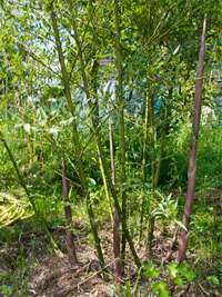 Bambus-Essen: Phyllostachys parvifolia - Ort: Essen