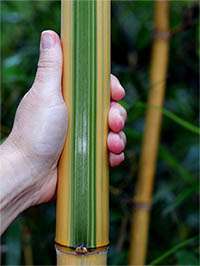 BambusEssen Sonderangebote Phyllostachys vivax Huangwenzhu Inversa