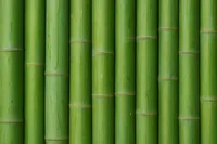 Frische Bambusstangen aus heimischem Anbau - nachhaltig & naturbelassen - Halmfarbe grn