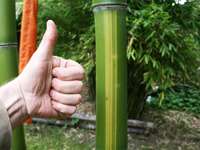 Bambus-Essen: Wachstum der Freude macht - Phyllostachys vivax Huangwenzhu - 8 cm Halmdurchmesser - Ort: Essen