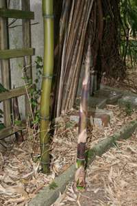 Bambus-Essen: Halmaustrieb im Mai 2008 Phyllostachys - Ort: Essen