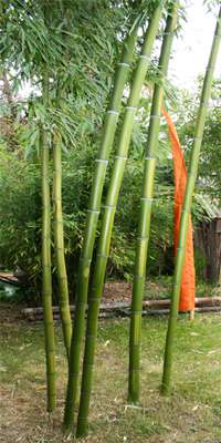 Bambus-Essen: Phyllostachys - ged�ngt mit Mc-Bambus D�nger - Ort: Essen