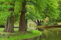 Produkt: Bambus-Essen Urwelt-Mammutbaum - Metasequoia glyptostroboides
