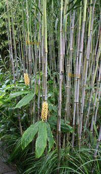 Bambus-Essen: Triarrhena lutarioriparia - Riesenschilf winterhart - Ort: Essen